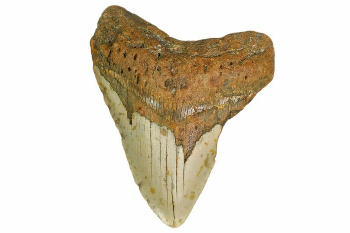 Bargain, Fossil Megalodon Tooth - North Carolina #161442